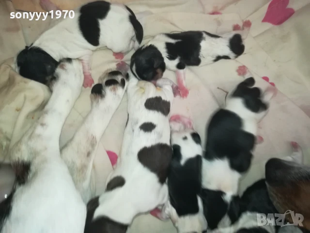 ДЖАК РЪСЕЛ БЕБЕТА-РОДЕНИ ДНЕС 11.08.25г 1108251538, снимка 4 - Джак ръсел териер - 51328877