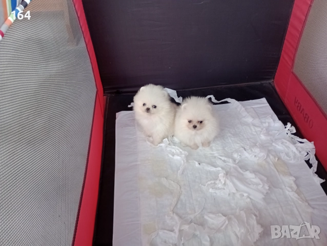 Мини Померани Миниатюрни минита. Момиченце и момченце. Снимки от 24.12.25 г. , снимка 6 - Померан - 52876428