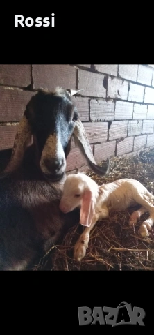 Англо-нубийски пръчлета за разплод, снимка 11 - Кози - 53256998