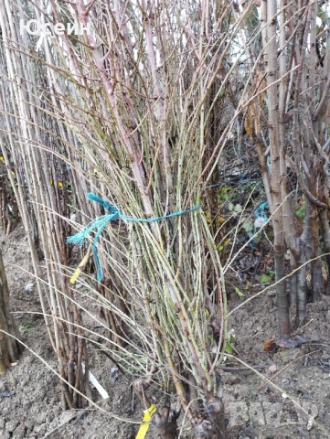 Фиданки от дюля, снимка 5 - Градински цветя и растения - 52578440