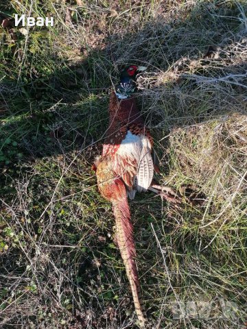 Птици за препариране , снимка 12 - други­ - 33834131