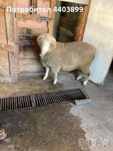 Овен Старопланински Цигай , снимка 3 - Овце - 53465184