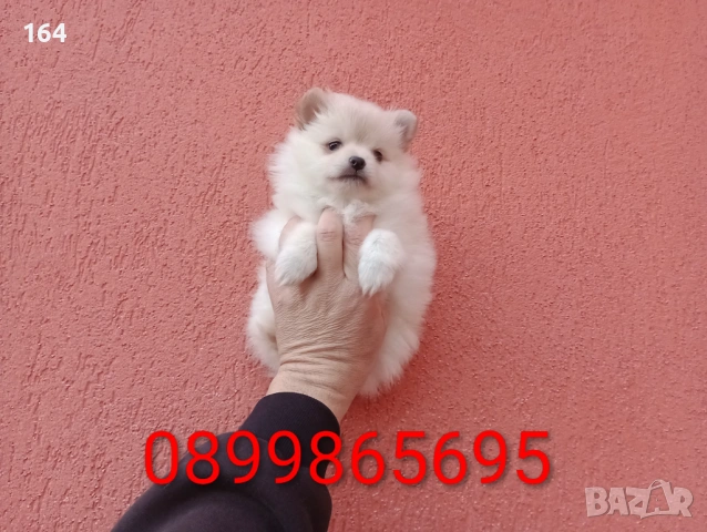 Момиченце. Снимки от днес!, снимка 2 - Померан - 53525911