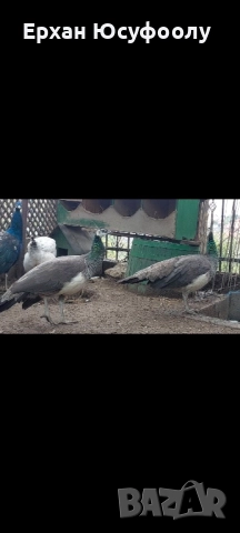 Кохин, Пауни, Брама, снимка 8 - други­ - 52025761