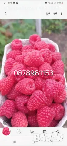 Разсад ягоди и малини , снимка 4 - Разсади - 49802437