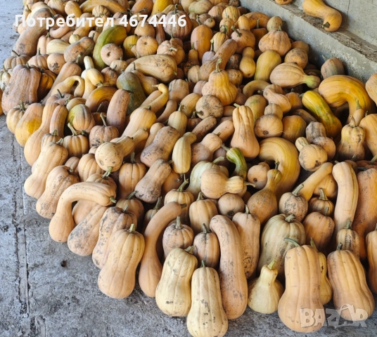 Тиква сорт Матилда и цигулка!, снимка 3 - Домашни продукти - 52732583
