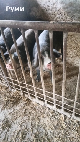 Продавам прасета , снимка 5 - Прасета - 52583102