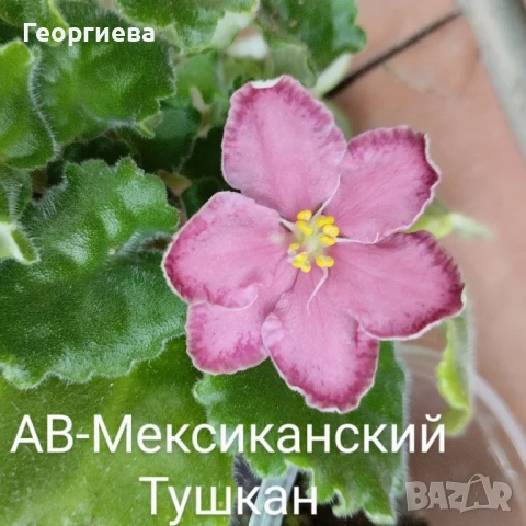 Разменям листа от сортови сентполии , снимка 16 - Стайни растения - 45571120