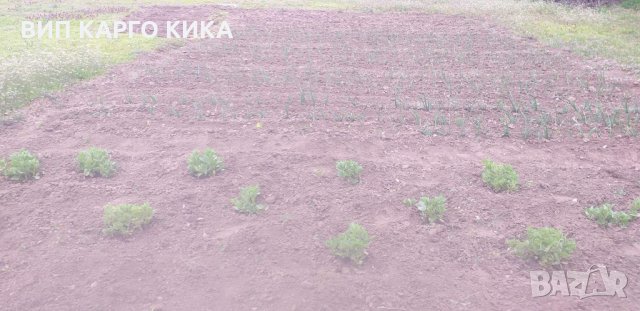 Продава се едноетажна масивна къща, снимка 8 - Къщи - 32613109