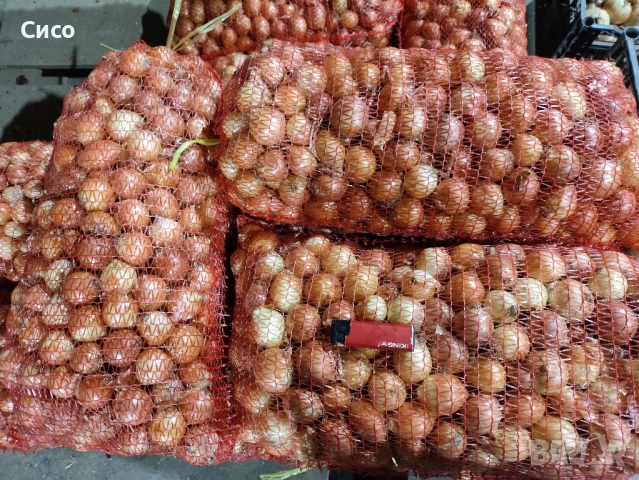 БАЛУЧКА за зелен лук , снимка 3 - Сортови семена и луковици - 51980489