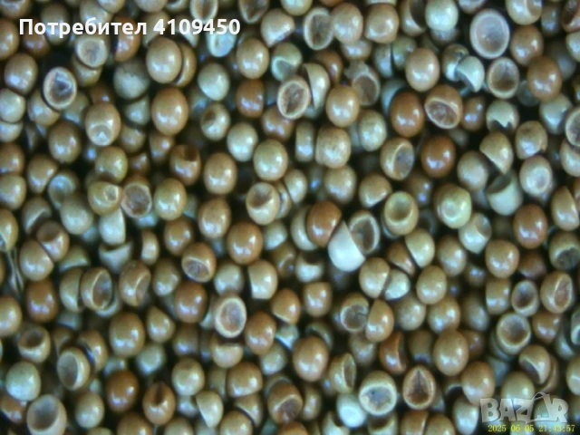 Цисти от артемия (franciscana) за люпене, сухи, 95 % люпимост, снимка 6 - Аквариуми - 53201019