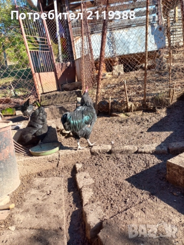 Петел Австралорп на 1 г и 5 м