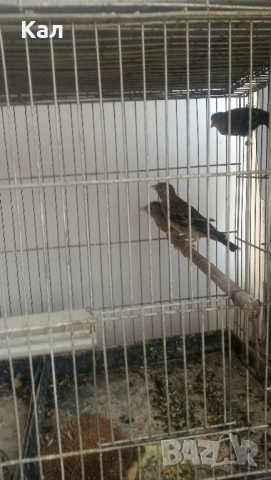 Хибрид, снимка 2 - Канари - 51631696