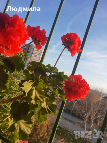 Мушкато,богато,последни бройки,над 10 бр.снимки от днес,цъфтят целог в сандъче                      , снимка 13 - Градински цветя и растения - 52723597