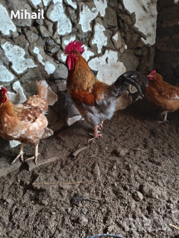 Продавам петли, снимка 5 - Кокошки и пуйки - 53222117