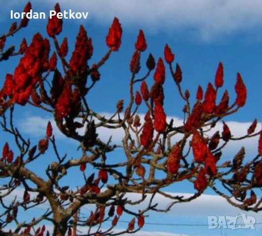 Рустифина дърво , снимка 8 - Разсади - 39458529