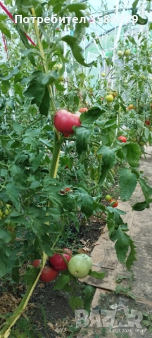 продавам 3 оранжерии 80 кв.м., снимка 15 - Оранжерии - 51869001