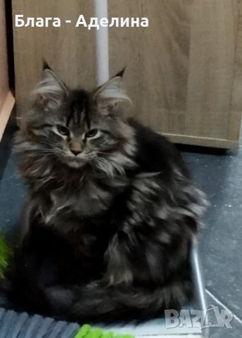 Maine coon, много социални и любвиобилни. по договаряне , снимка 3 - Мейн кун - 42678597