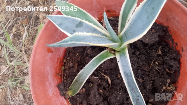 Столетник(Агаве), снимка 3 - Стайни растения - 51466929