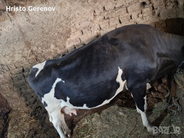 Продавам млекодойна крава , снимка 5 - Крави - 52244396