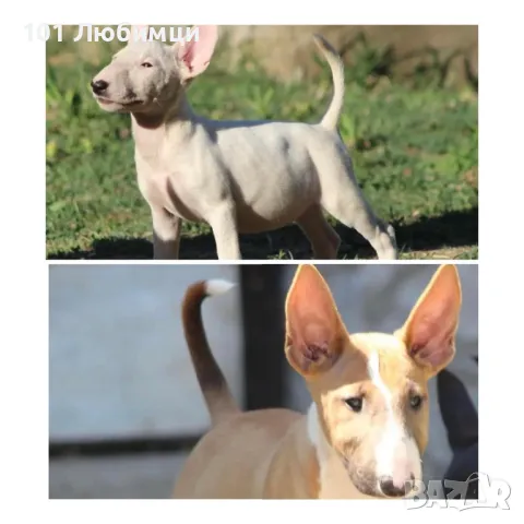 Бултериери, снимка 2 - Бултериер - 47449479