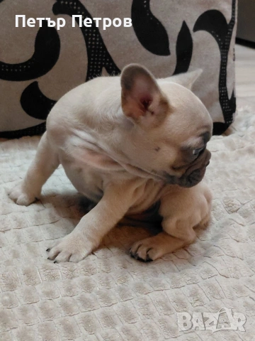 френски булдог -булдочета , снимка 6 - Френски булдог - 51929954
