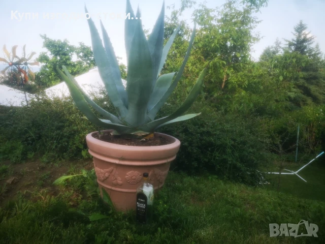 Столетници 2бр 20 годишни, снимка 2 - Градински цветя и растения - 50507444