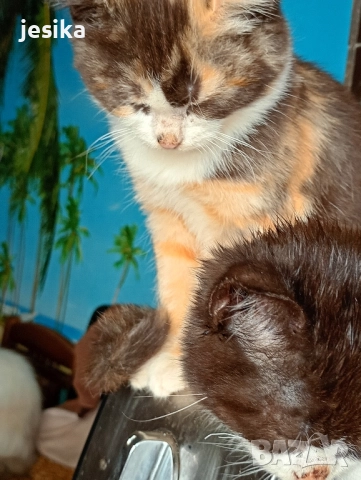 подарявам малки сладки котенца, полуперсийчета много кротки и социални., снимка 6 - Други - 52403149