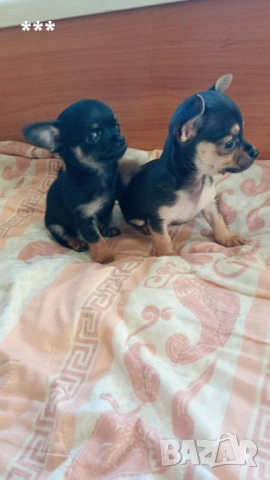 Промоция на чихупинчерчета