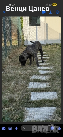 Преса канарио, снимка 7 - Други - 52809766