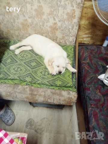 Продавам Голдън ретривър бебе, снимка 3 - Голдън ретривър - 53014878