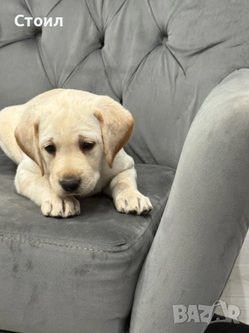 Чистокръвни Лабрадор Ретривар:, снимка 2 - Лабрадор ретривър - 53566617
