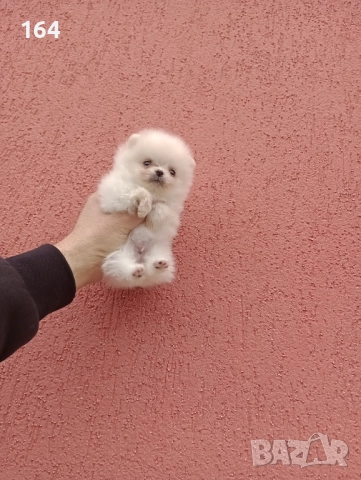 Померан. Мини момиченце. Снимки от 23.12.25 г. 