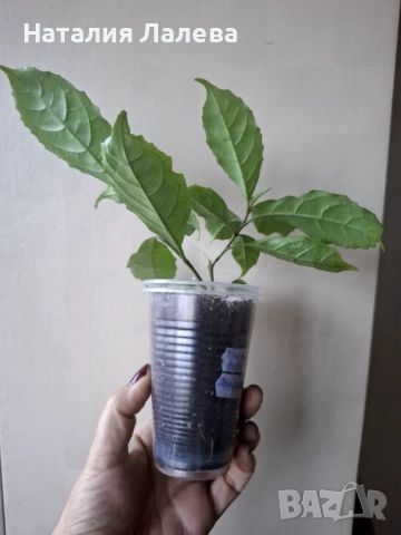 Асистасия, asystasia-bella, macaya bella, снимка 3 - Стайни растения - 53294465