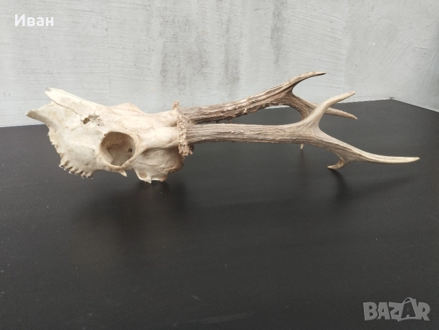 трофей от сръндак , снимка 2 - Антикварни и старинни предмети - 52557618