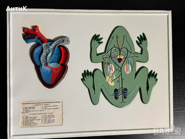 Соц Учебни Табла Помагала по Биология, снимка 5 - Антикварни и старинни предмети - 52516194