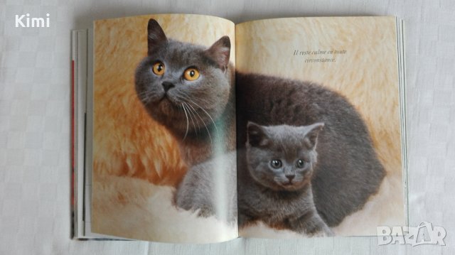 Котешки луксозни албуми, снимка 6 - Други - 26550144