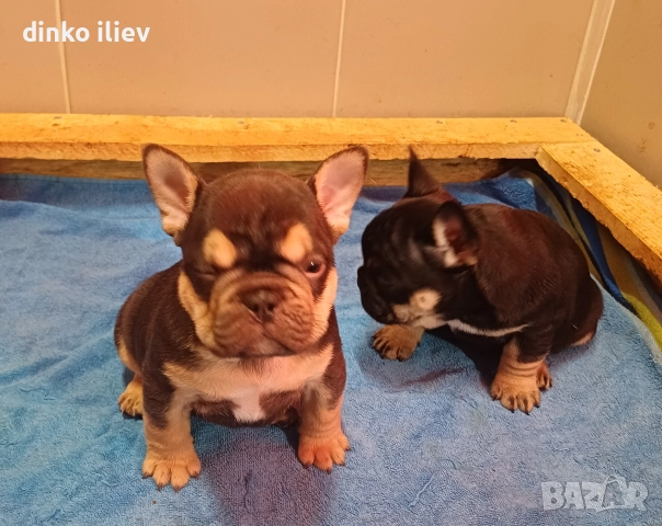 малки булдочета 