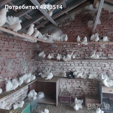 Продавам гълъби финерлии - бели и пъстри, снимка 12 - Гълъби - 53299830