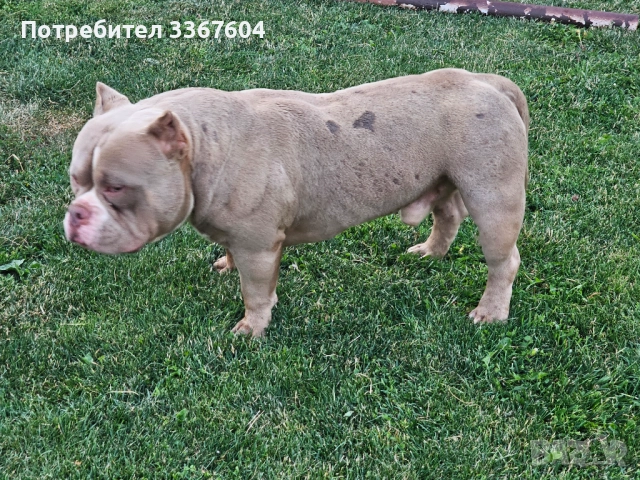 Американско були покет , снимка 7 - Други - 52320444