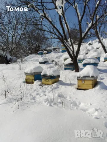 Продавам пчелни семейства даданблат, 15 семейства, може и по единично! , снимка 3 - Други животни - 44428426