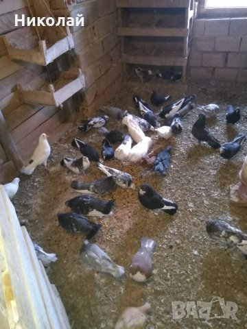 Продавам гълъби 20бр пазарджишки и Бели гълъби за сватба   , снимка 4 - Гълъби - 32510528