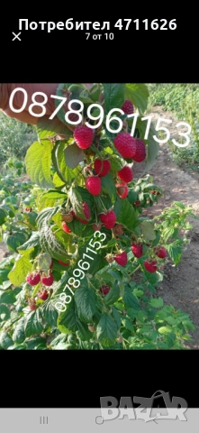 Разсад ягоди целогодишни , снимка 9 - Разсади - 53464019