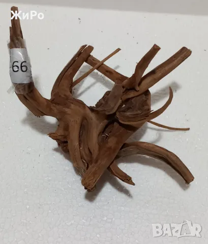 Корен от Азалия /декорация/ 66