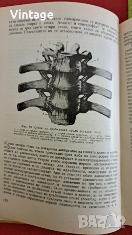 Анатомия на човека - Александър Гюровски 1965г., снимка 4 - Специализирана литература - 53135576