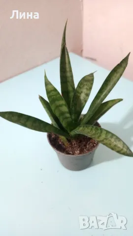Сансевиера , снимка 1