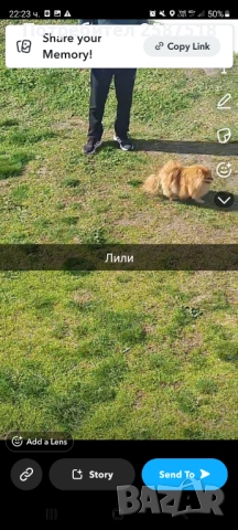 Женски померан на 4 години , снимка 2 - Померан - 52114385