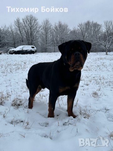 Мъжки Ротвайлер за разплод, снимка 4 - Ротвайлер - 43750249