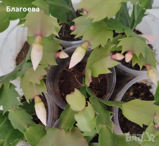 Мини Коледниче светло-розово, снимка 3 - Стайни растения - 51988049