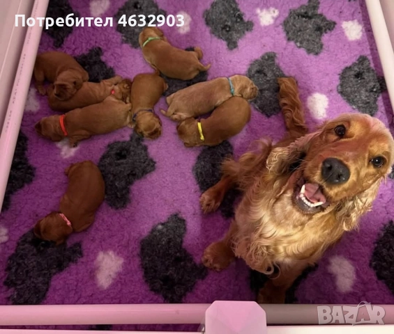 кокер шпаньол момче родословен баща , снимка 5 - Кокер шпаньол - 52776611